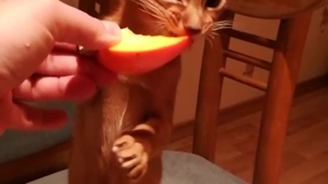 cat Semyon eats mango