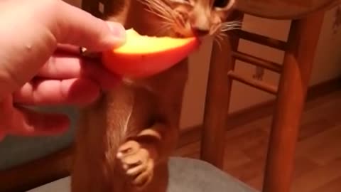 cat Semyon eats mango