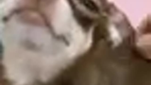 Funny cat dog animals videos_