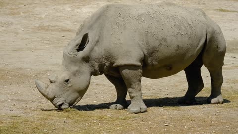 Beautiful Nature Videos - Rhino