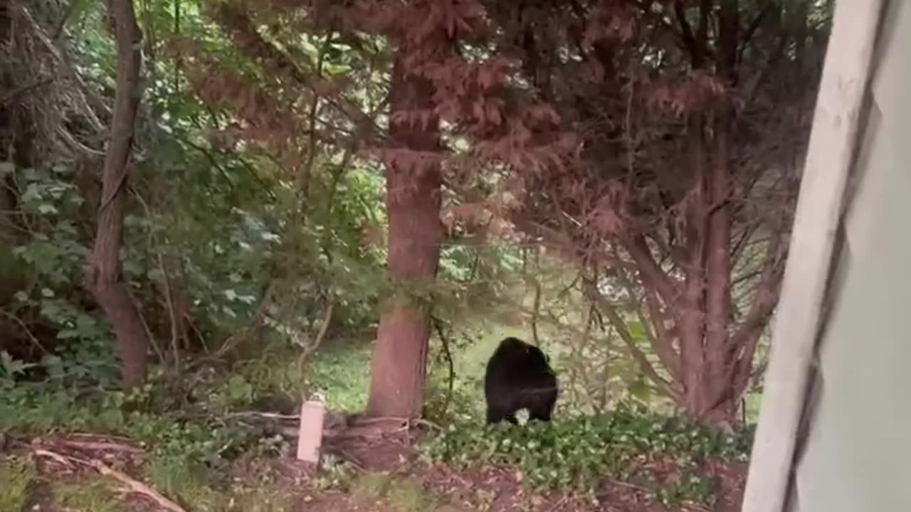 Neighboring Black Bear Stops By Unannounced