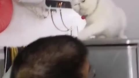 Angry white cat