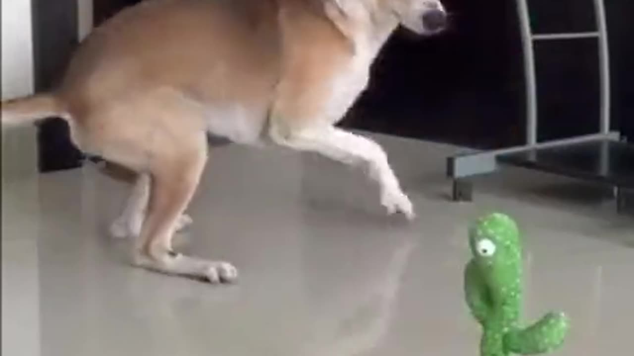 Dogs React to Talking Cactus Toy