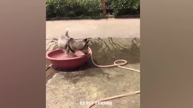 Animals playing , Dog,cat fun ,funny animals, animals fun