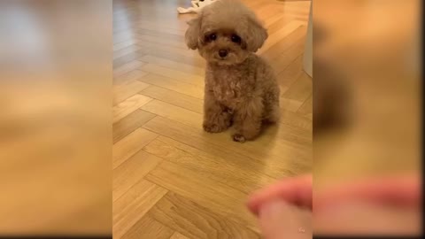 Baby dogs - Cute and funny