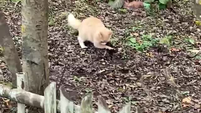 Hunter of mice