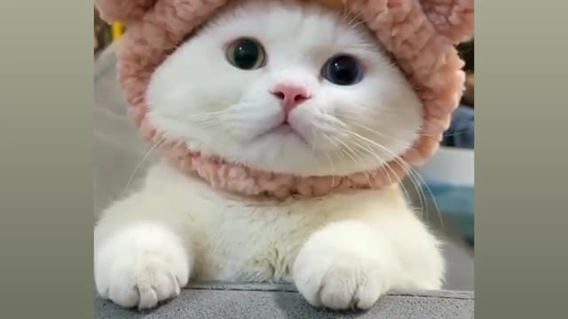 A lovely cat is very happy to see its owner. He is very hungry, indicating to drink milk.