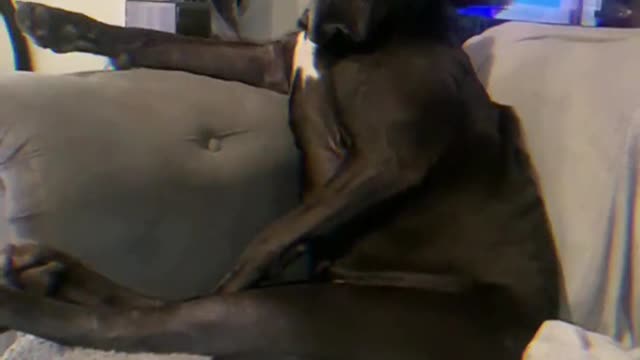 Isn't this dog beautiful
