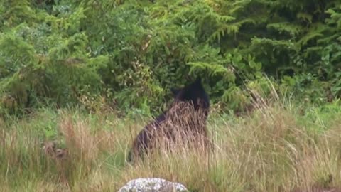 A bird attacking a bear