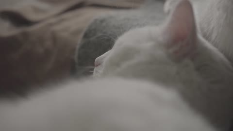 so sweet cats