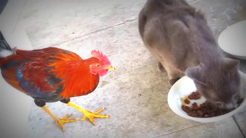 Rooster attacks a cat and grabs his food