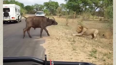 Brave Buffalo v/s Lion