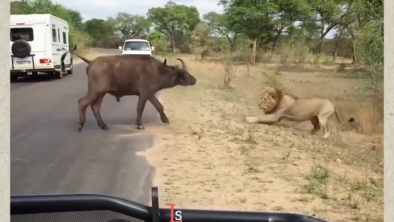 Brave Buffalo v/s Lion