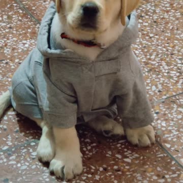 Lab Doggy Soo Cute