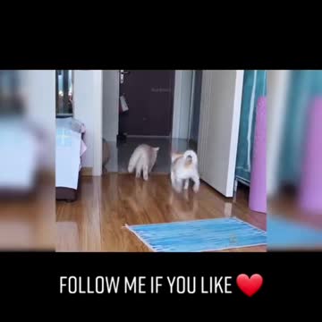 Funny cat videos