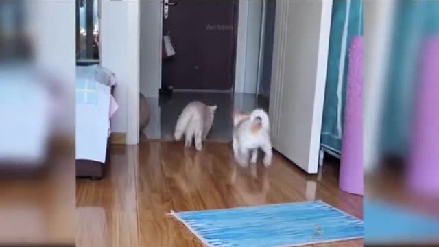 Funny cat videos