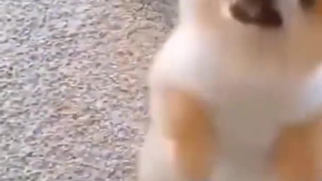 ☺️☺️Cute and Funny 🐶Dog😍😍video 2021 #short