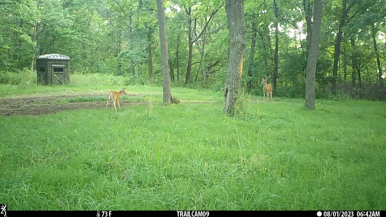 Twin fawns with raccoon