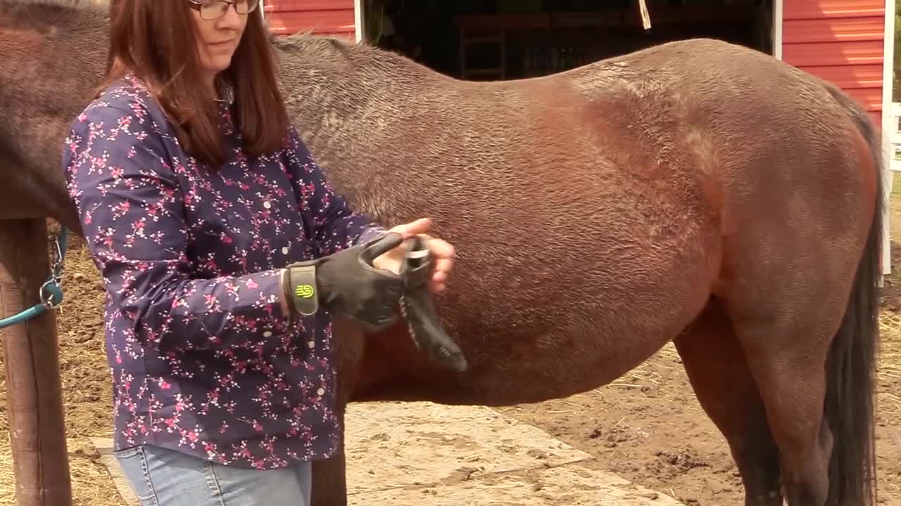 5 Grooming Tools That Make Shedding Out Your Horse Easier