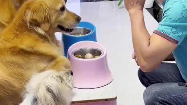 funny dog video