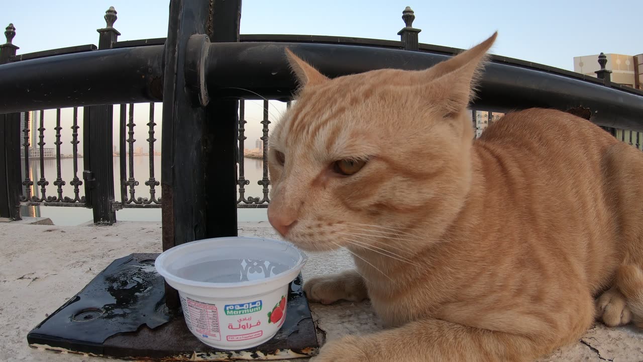 ED SHEERAN & MICHAEL JACKSON - Homeless cats in Ras Al Khaimah, UAE #cat #EdSheeran #MichaelJackson