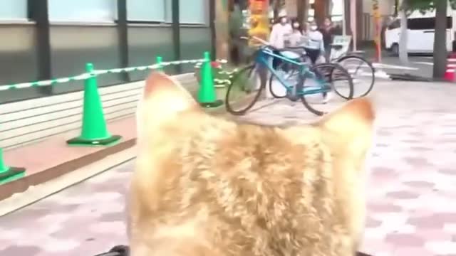 Cute Cat enjoying his life in a Bike ♥