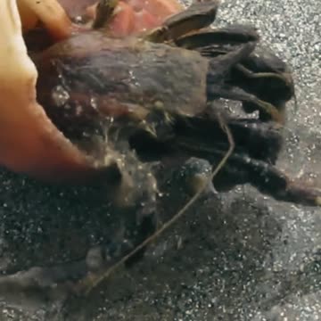 Sea crab video ll Epic Fail ll