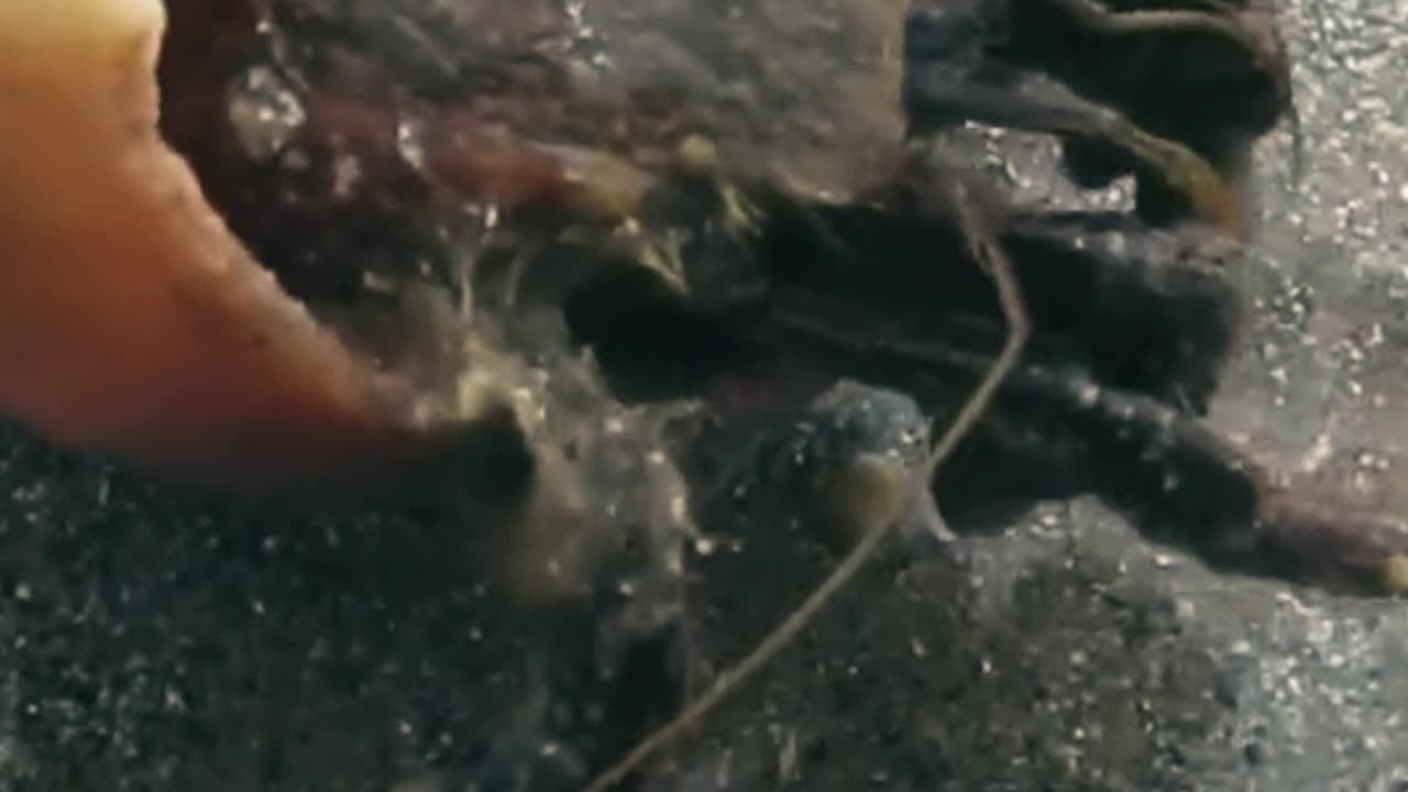 Sea crab video ll Epic Fail ll