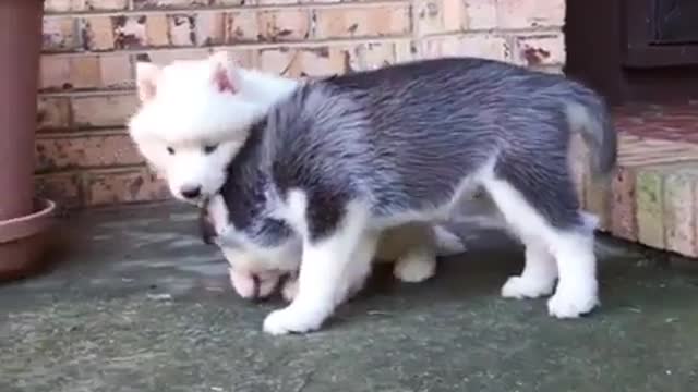 Cute little white dog