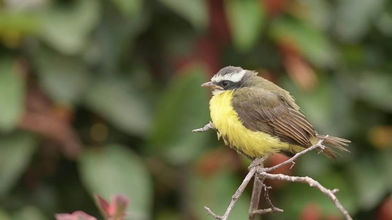 Birds yellow