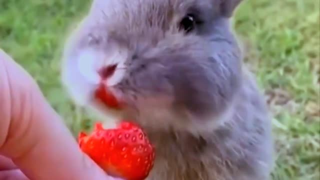 Cutest rabbit eating video