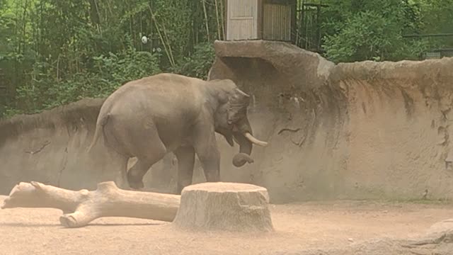 Asian Elephant