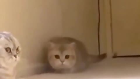 Funny cat playing video