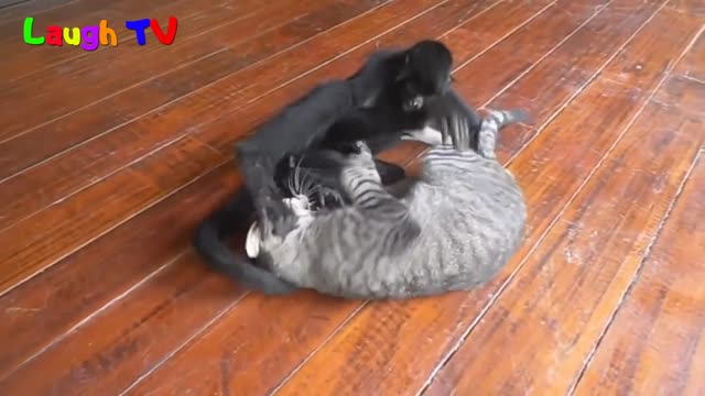 cat tries to revive dead his freind