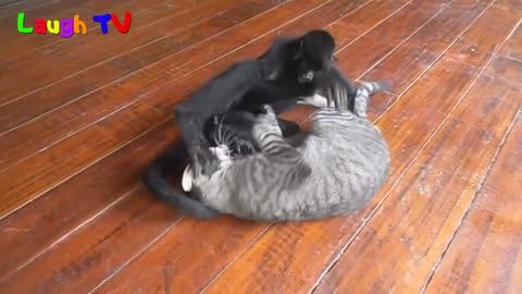 cat tries to revive dead his freind