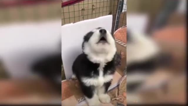 🐶🐶BABY DOGS CUTE AND FUNNY DOG VIDEOS COMPILATION 2021 #3