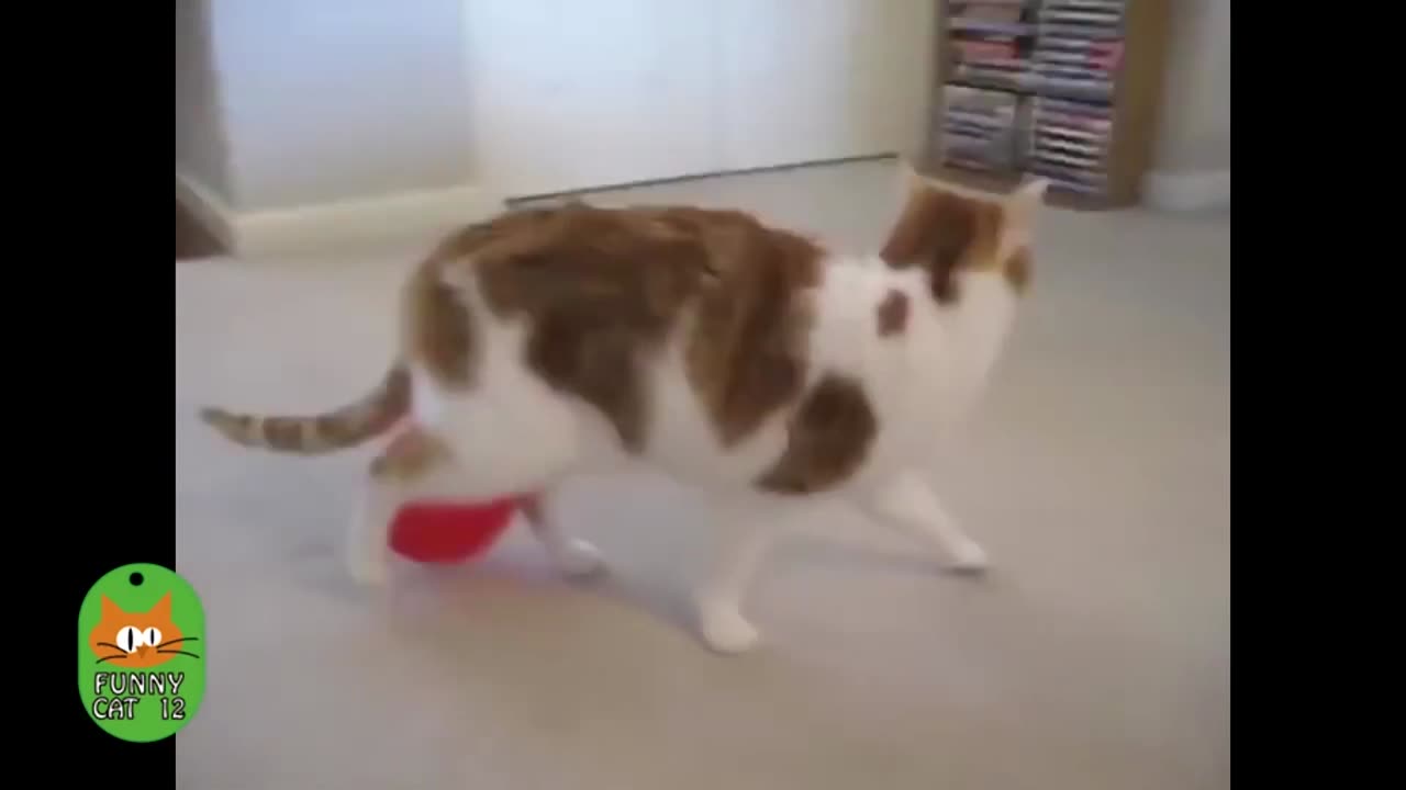 FUNNY Cats vs Balloons Compilation