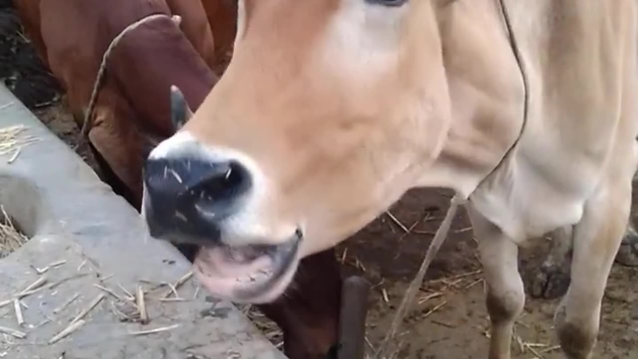 Crazy Sound of Cow #short #shortvideo #village #animala #ahortvideo #cow #sound