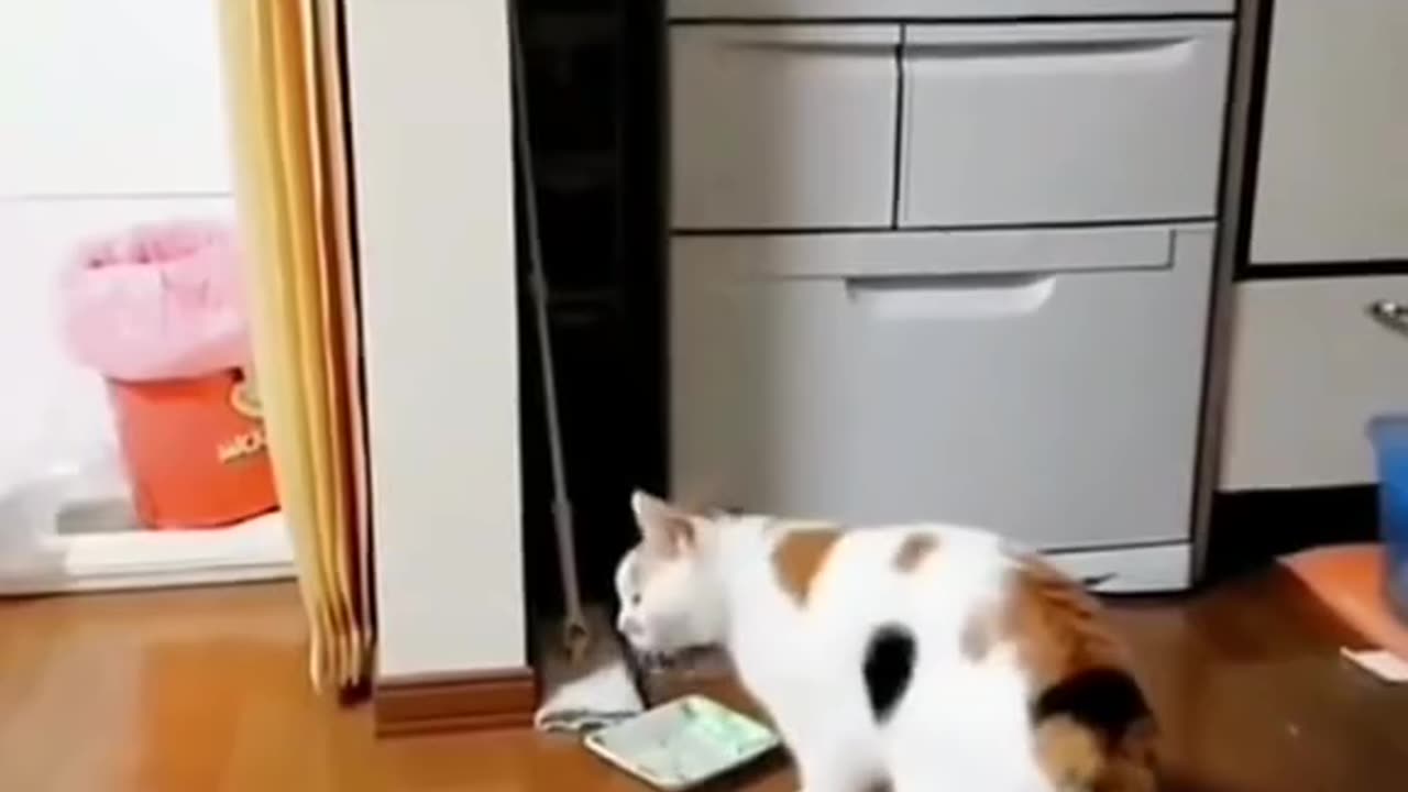 Funny and Cute Cats Videos #135