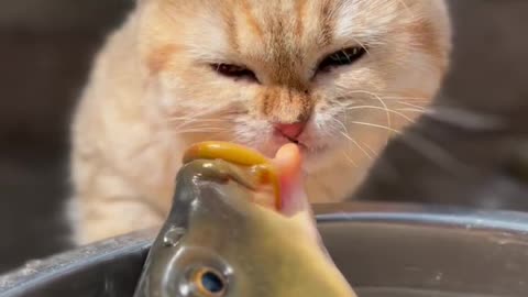 🐟 "Fishy Business: Cats vs. Their Slippery Snacks!" 😸