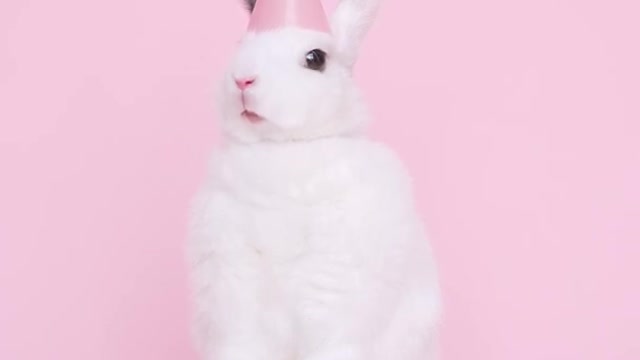 cute rabbit video