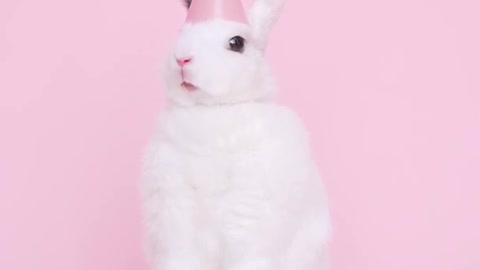 cute rabbit video