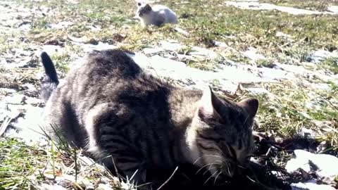 Cat eats rat from head to tail.