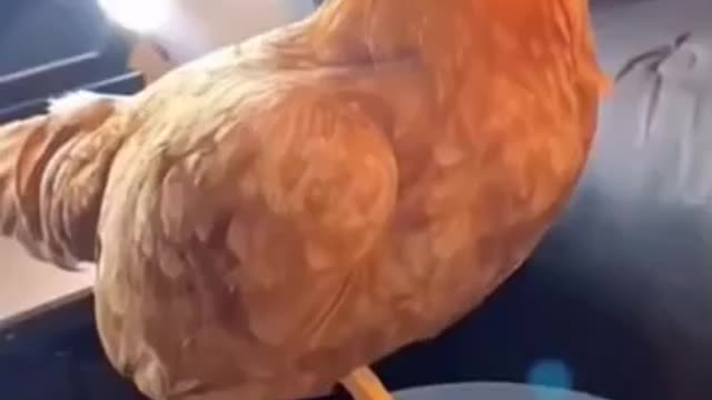 Chicken chicken