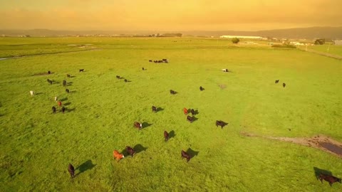The prairie