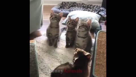 cute kittens videos compilation 2019