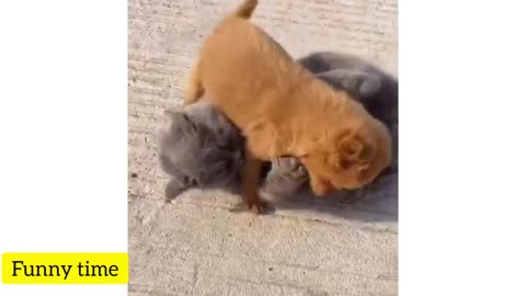 NINJA CATS🤣IMPOSSIBLE TRY NOT TO LAUGH😳THE BATTLE CATS🐈‍⬛🐈‍⬛