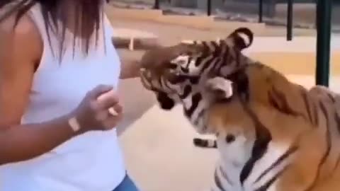 Hanging Out With A Tiger