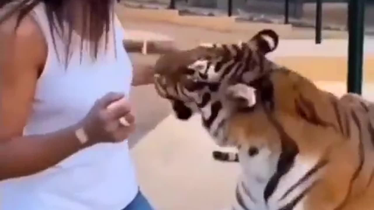 Hanging Out With A Tiger