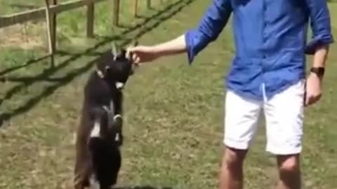 funny animals - funny animal videos ❤ funny animals fails ❤ laugh best funny videos